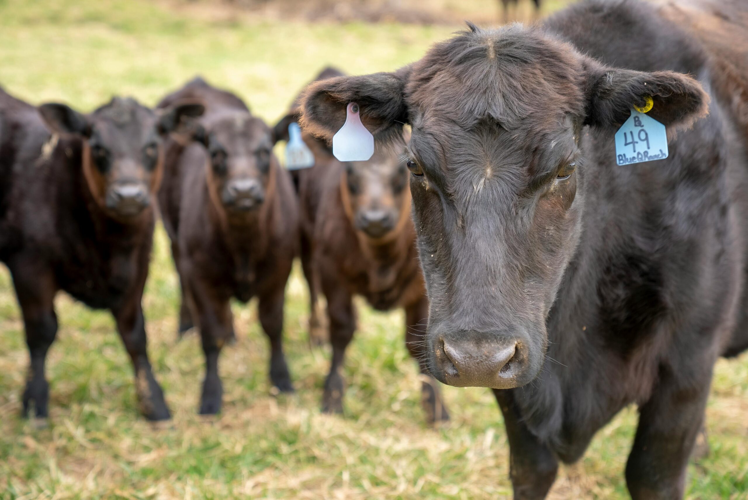 pexels-nc-farm-bureau-mark-7164017